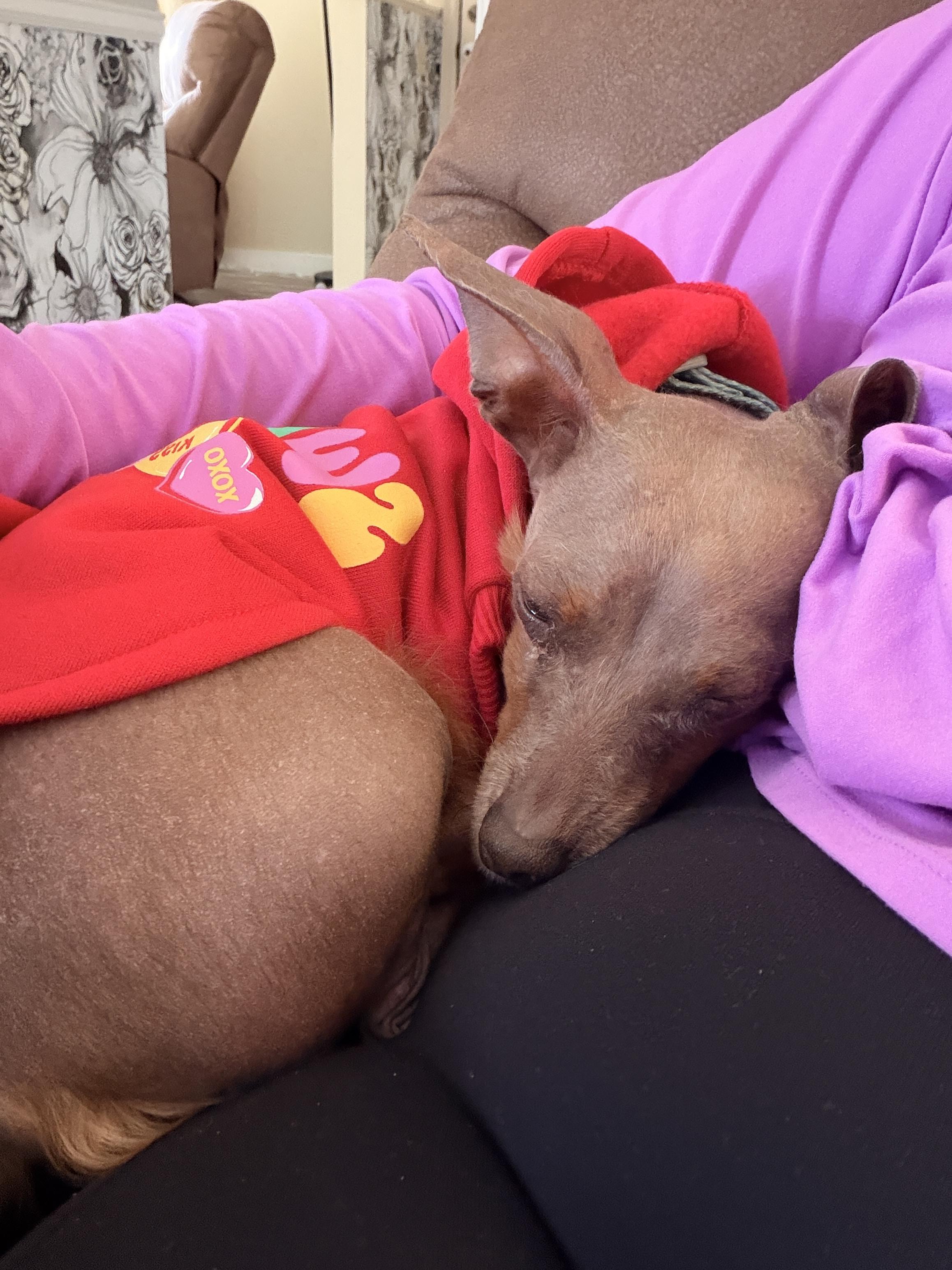 Enlarge Velma, an adoptable Dachshund in Muldrow, OK image 5/6