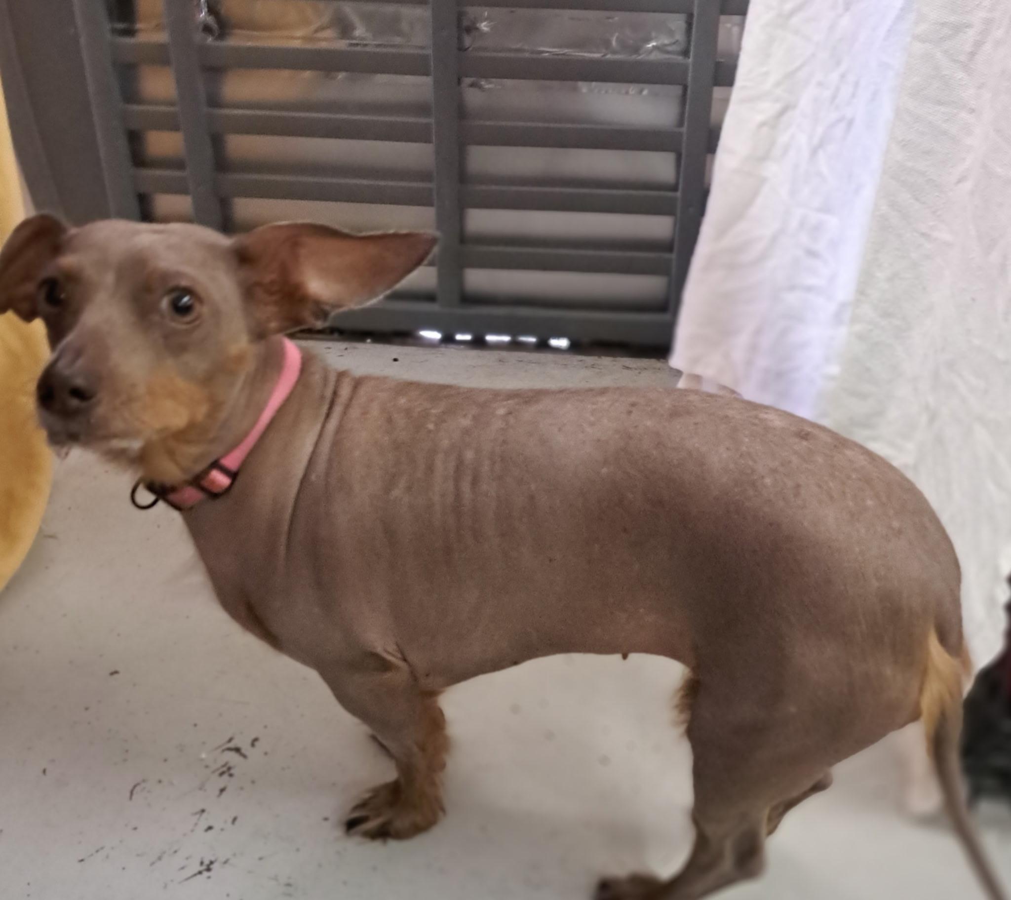 Enlarge Velma, an adoptable Dachshund in Muldrow, OK image 2/6