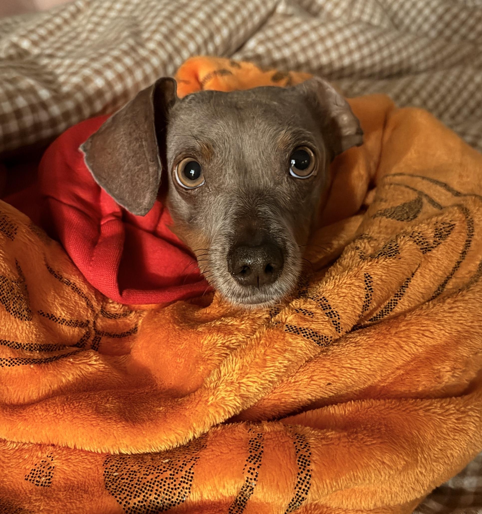 Enlarge Velma, an adoptable Dachshund in Muldrow, OK image 4/6