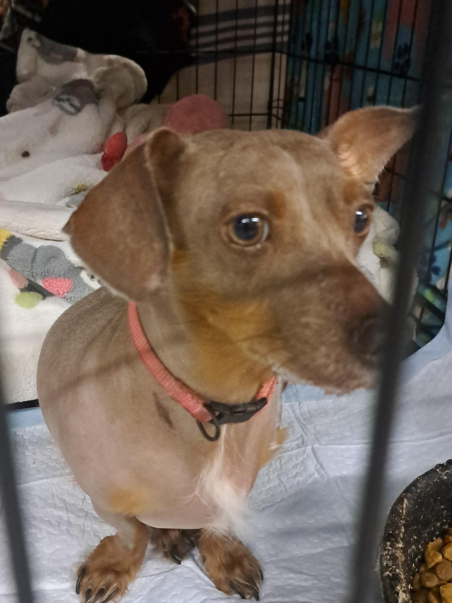 Enlarge Velma, an adoptable Dachshund in Muldrow, OK image 3/6