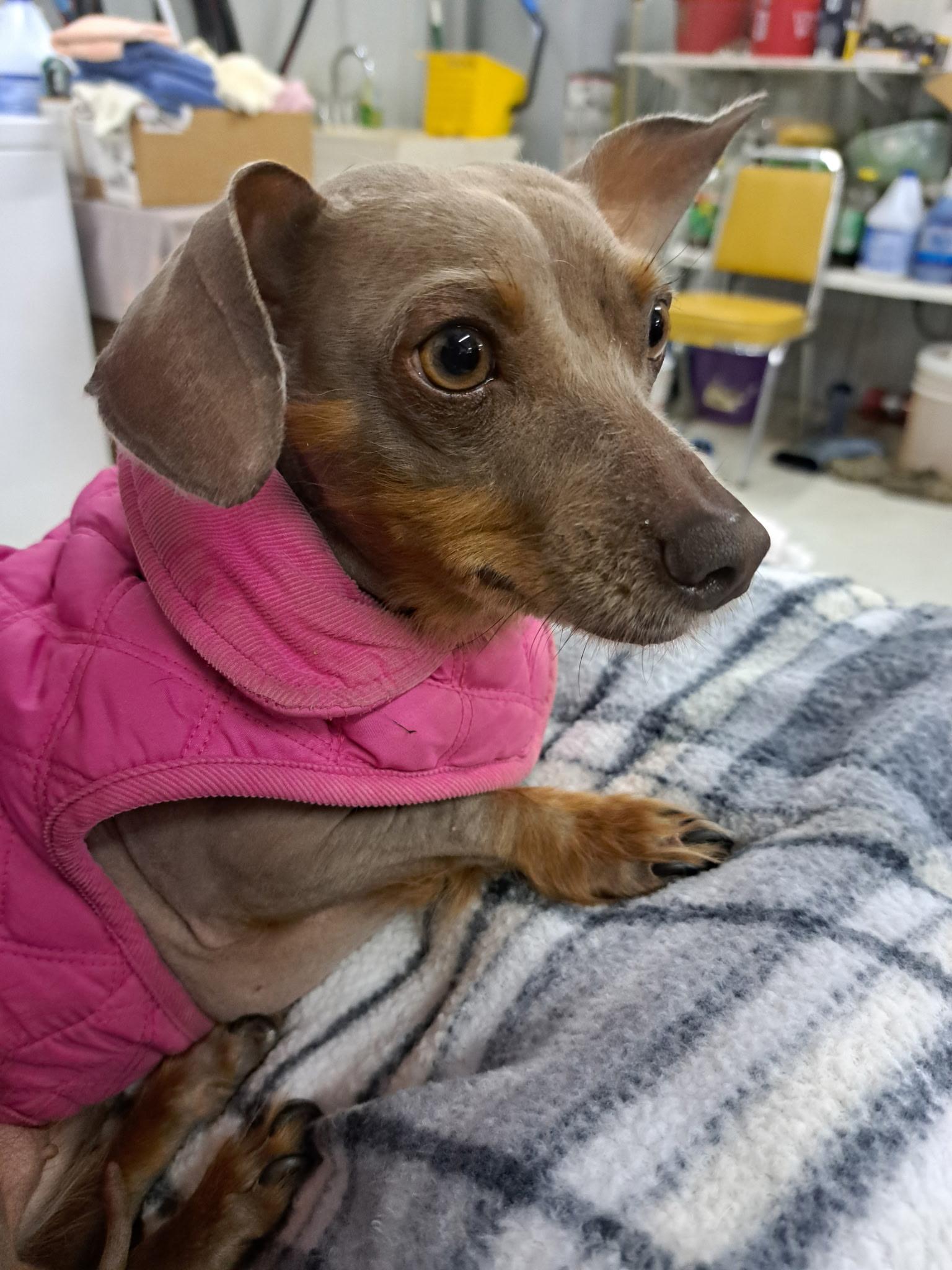Velma, adoptable, Adult Female Dachshund.