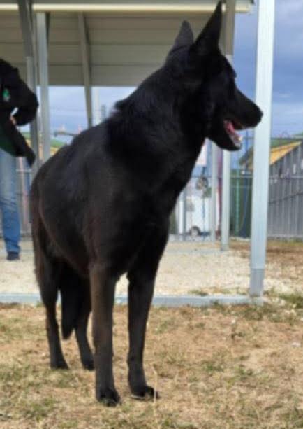 Enlarge Amara, an adopted German Shepherd Dog in Clermont, FL image 2/3
