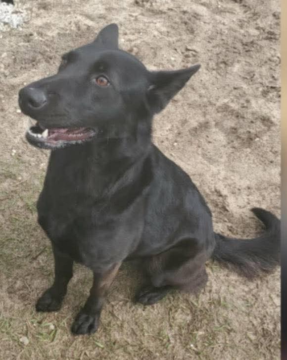 Amara, adopted, Young Female German Shepherd Dog.