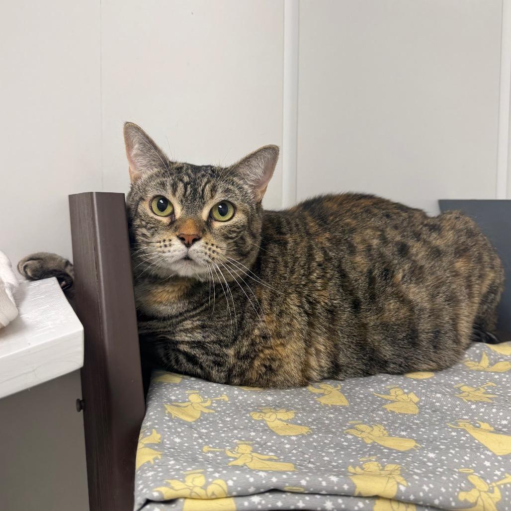 Enlarge Nomi, a Adoptable Domestic Short Hair in West Palm Beach, FL image 1/6