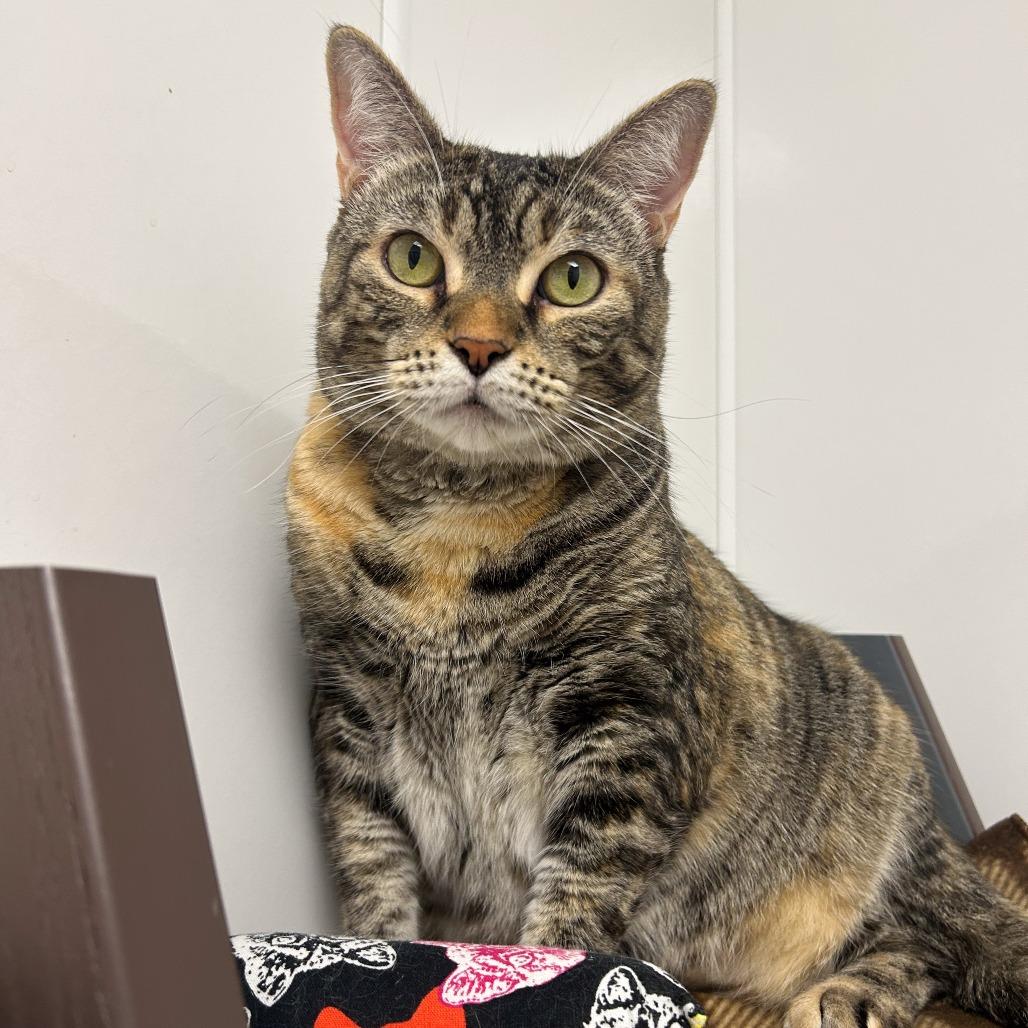 Enlarge Nomi, a Adoptable Domestic Short Hair in West Palm Beach, FL image 3/6