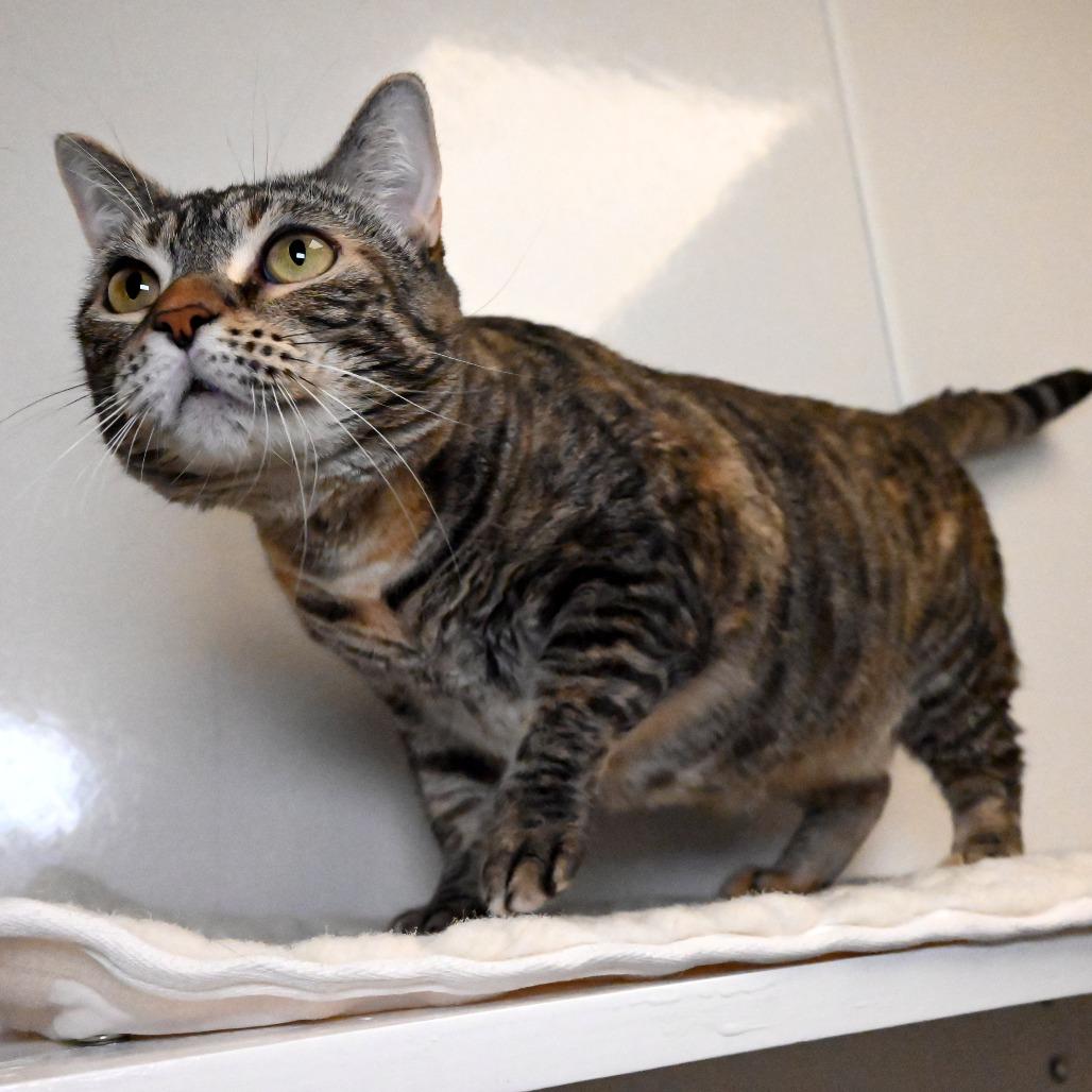 Enlarge Nomi, a Adoptable Domestic Short Hair in West Palm Beach, FL image 3/6