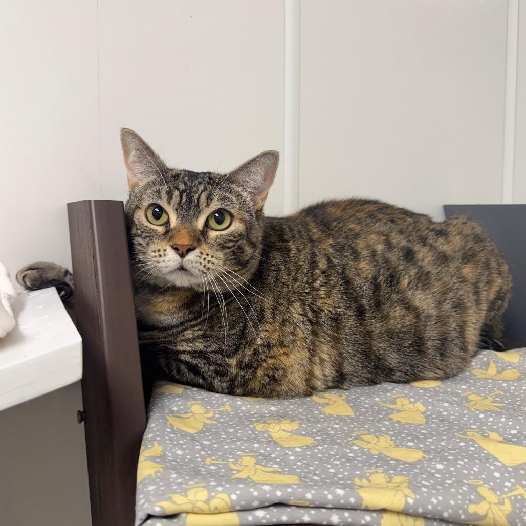 Enlarge Nomi, a Adoptable Domestic Short Hair in West Palm Beach, FL image 5/6