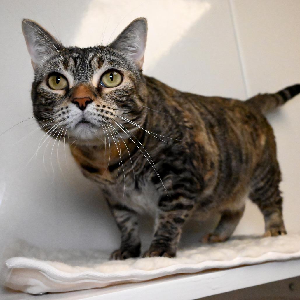 Enlarge Nomi, a Adoptable Domestic Short Hair in West Palm Beach, FL image 6/6