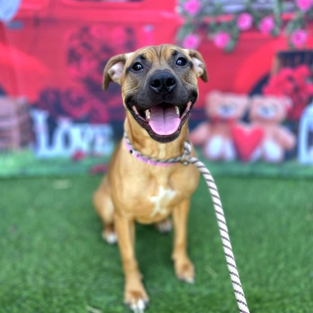 ANNIE — thumbnail 2