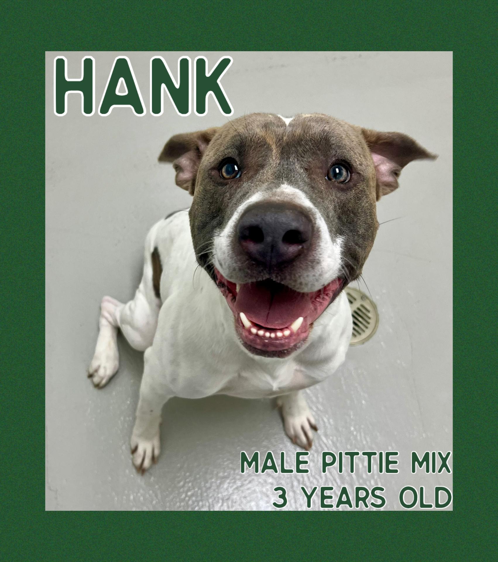 Hank, adopted, Adult Male Pit Bull Terrier.