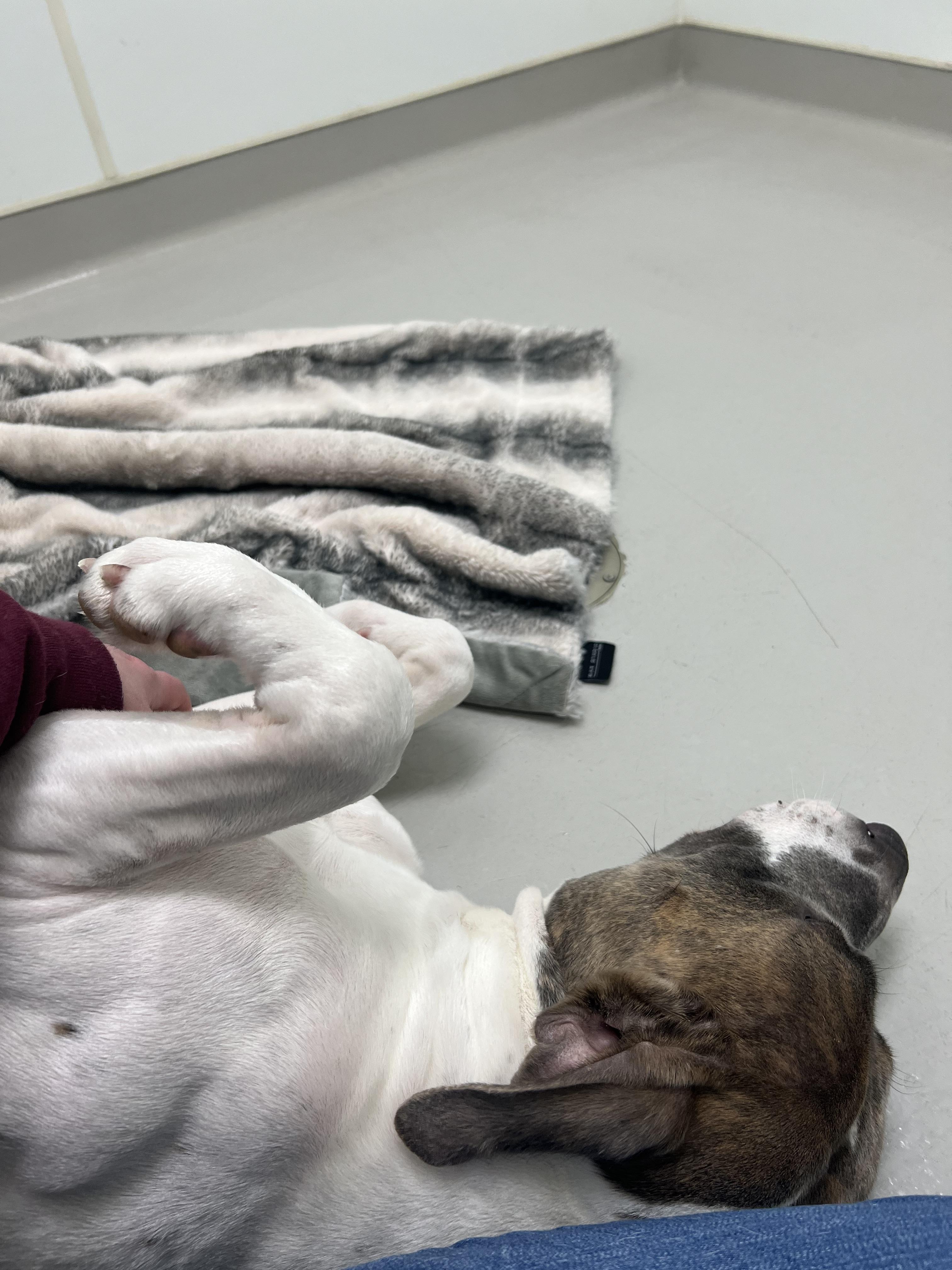 Enlarge Hank, an adopted mixed breed in Danville, IN image 2/4