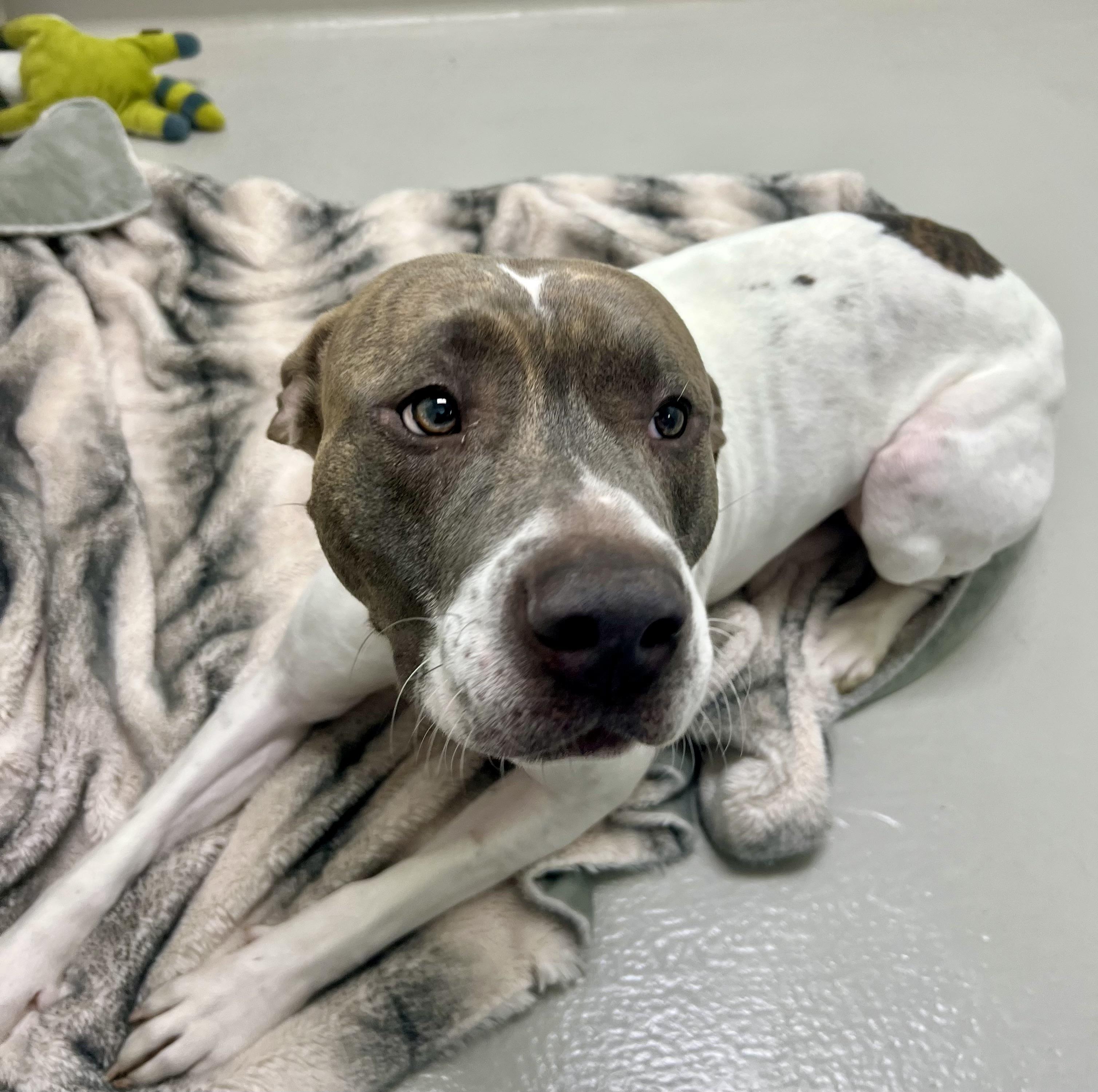 Enlarge Hank, an adopted mixed breed in Danville, IN image 4/4