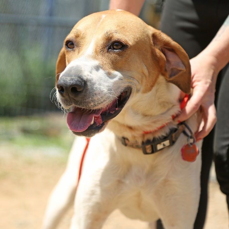 Jimmy, adoptable, Adult Male English Foxhound.