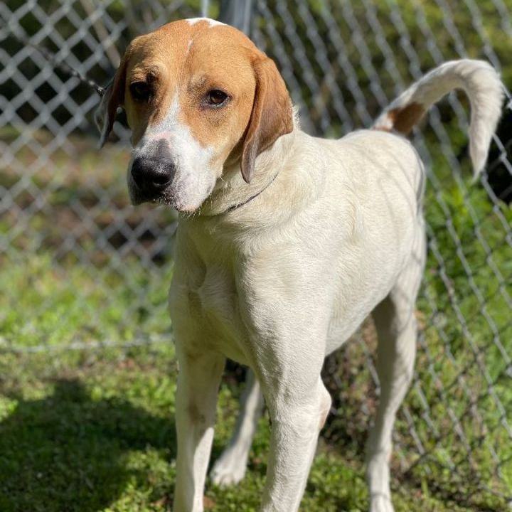 Enlarge Jimmy, an adoptable English Foxhound in Stowe, VT image 2/6