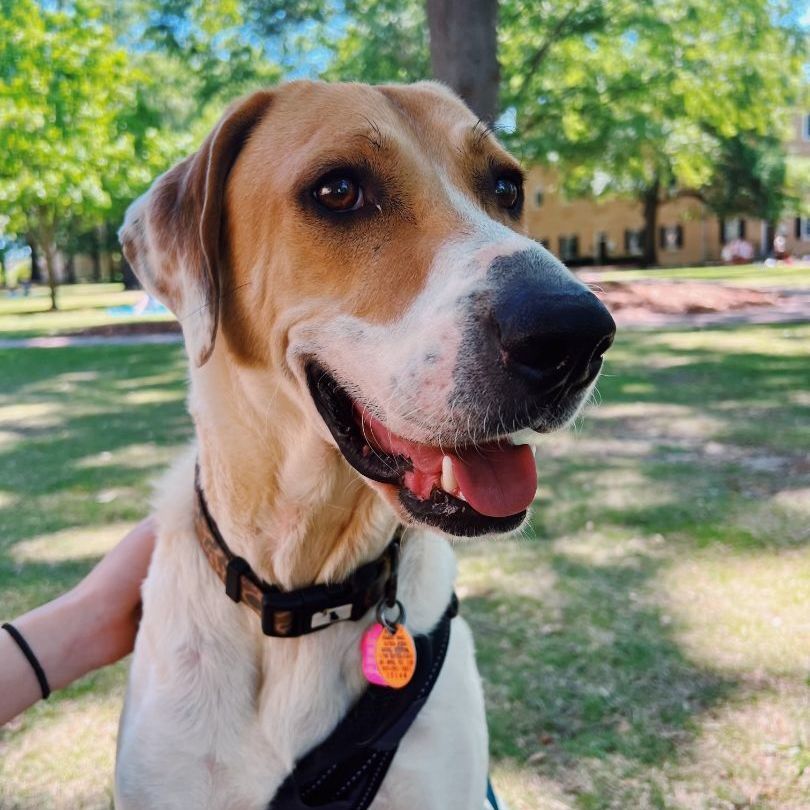 Enlarge Jimmy, an adoptable English Foxhound in Stowe, VT image 3/6