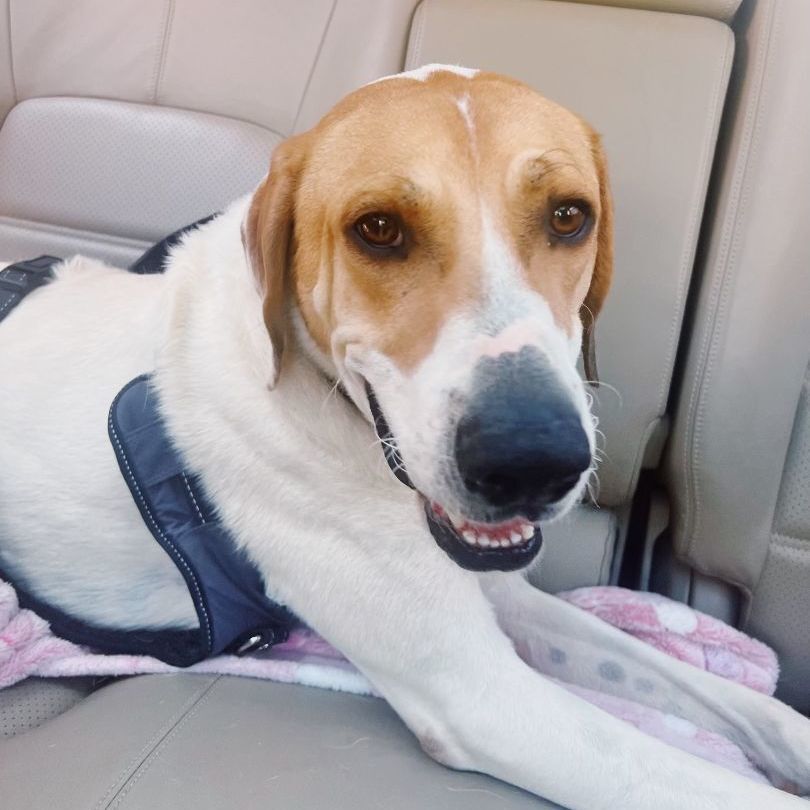 Enlarge Jimmy, an adoptable English Foxhound in Stowe, VT image 4/6