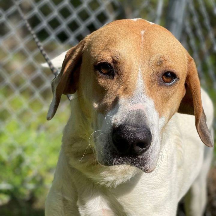 Enlarge Jimmy, an adoptable English Foxhound in Stowe, VT image 5/6