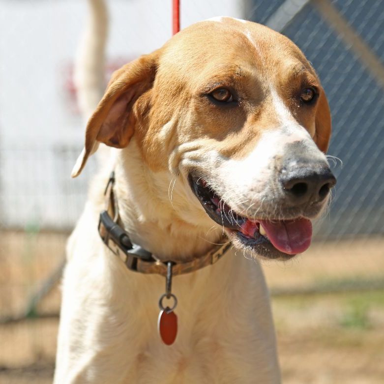 Enlarge Jimmy, an adoptable English Foxhound in Stowe, VT image 6/6