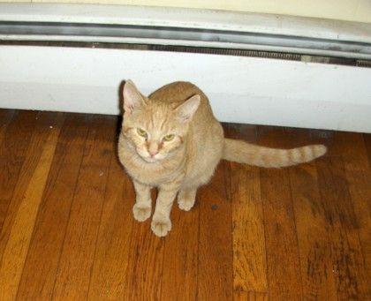 Opie, Adoptable, Young Male Domestic Short Hair.