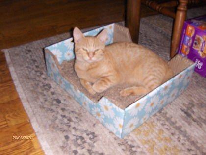 Enlarge Opie, a Adoptable Domestic Short Hair in Williamsport, PA image 2/4