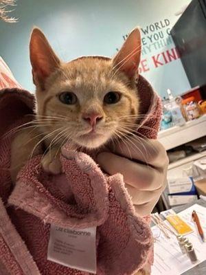 Enlarge Opie, a Adoptable Domestic Short Hair in Williamsport, PA image 4/4