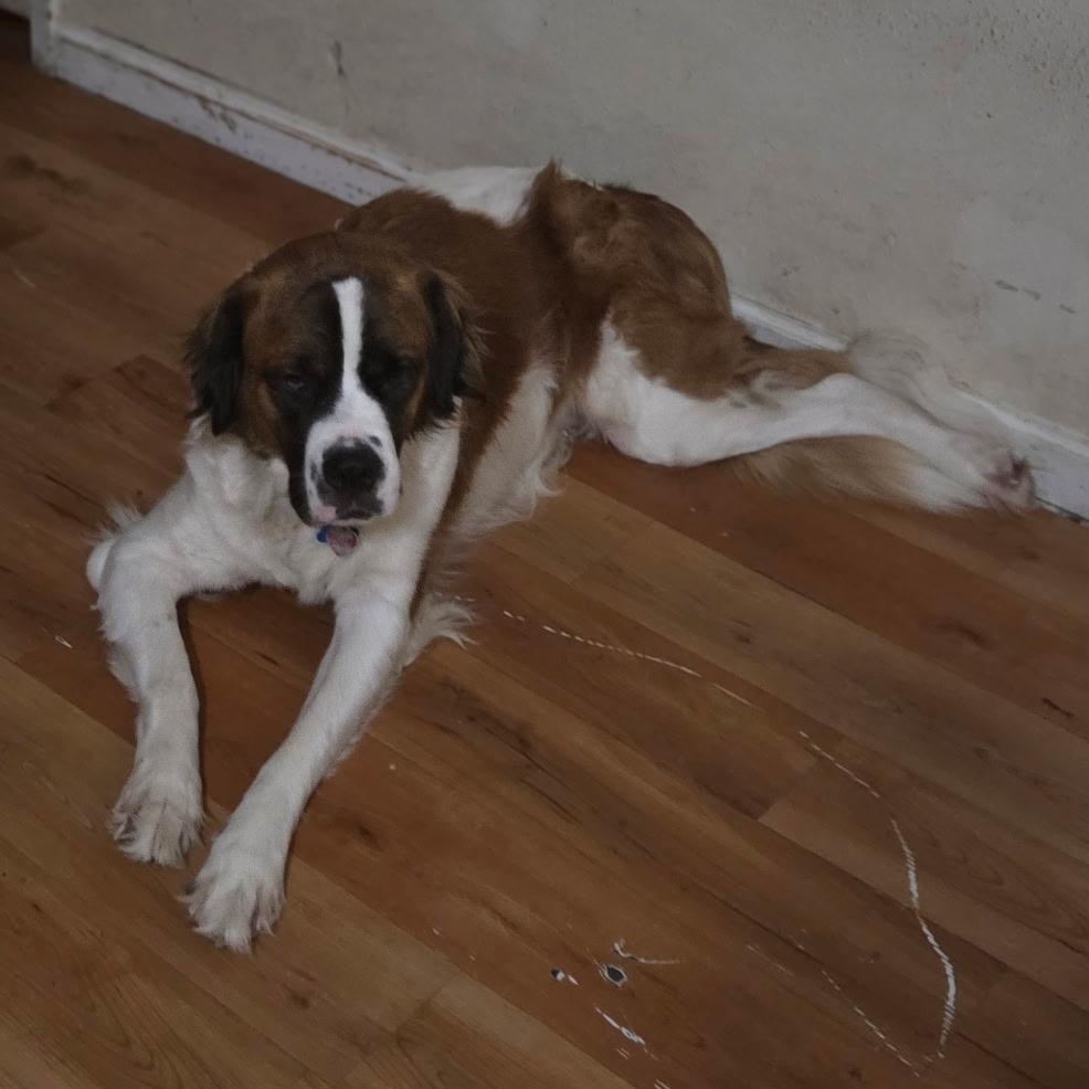 Enlarge Tori, a ADOPTABLE Saint Bernard in Magnolia, TX image 1/2