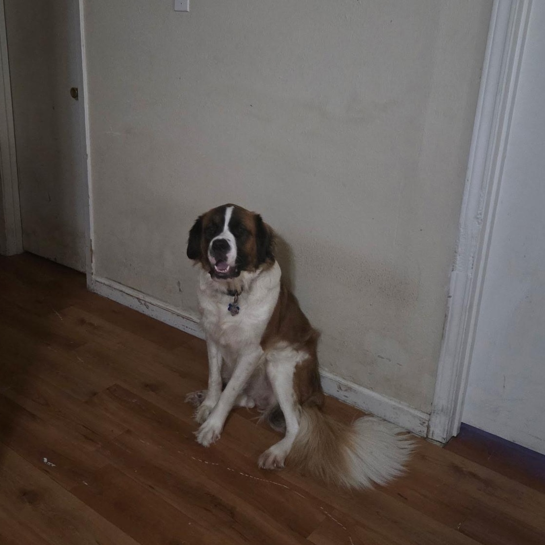 Enlarge Tori, a ADOPTABLE Saint Bernard in Magnolia, TX image 2/2