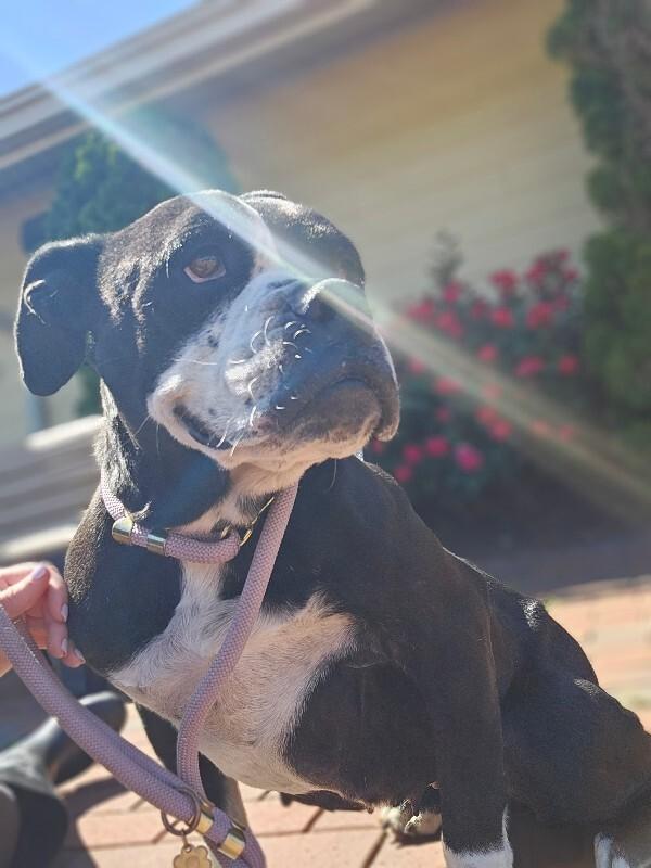 Jackie Frost, a Adoptable mixed breed in Disputanta, VA image 2/4