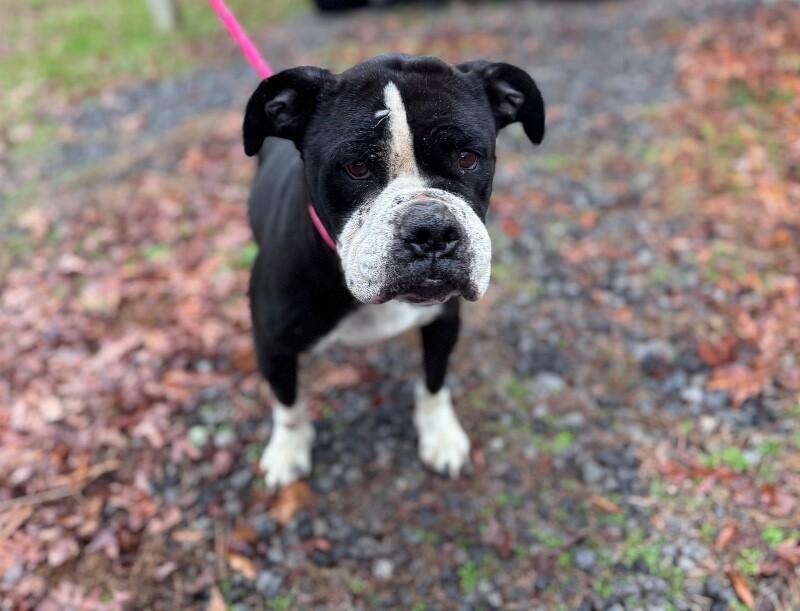 Enlarge Jackie Frost, a Adoptable mixed breed in Disputanta, VA image 2/2