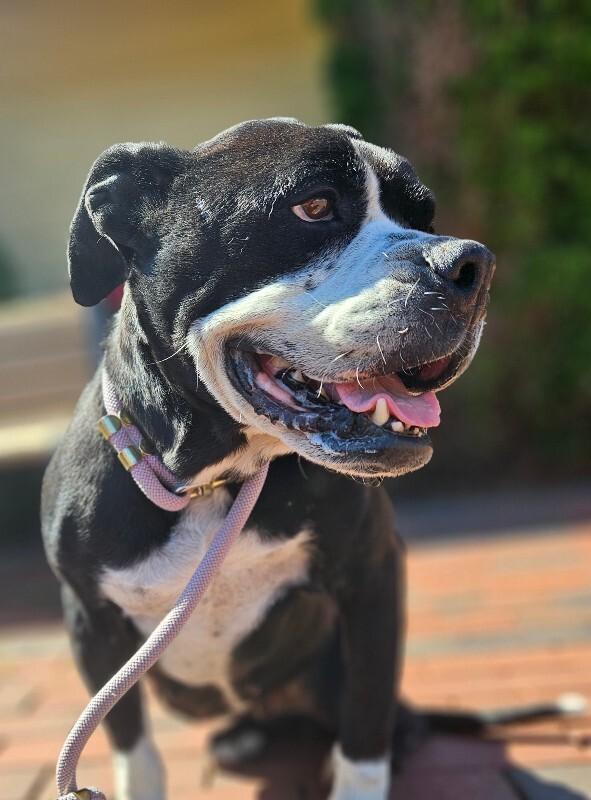 Jackie Frost, a Adoptable mixed breed in Disputanta, VA image 4/4