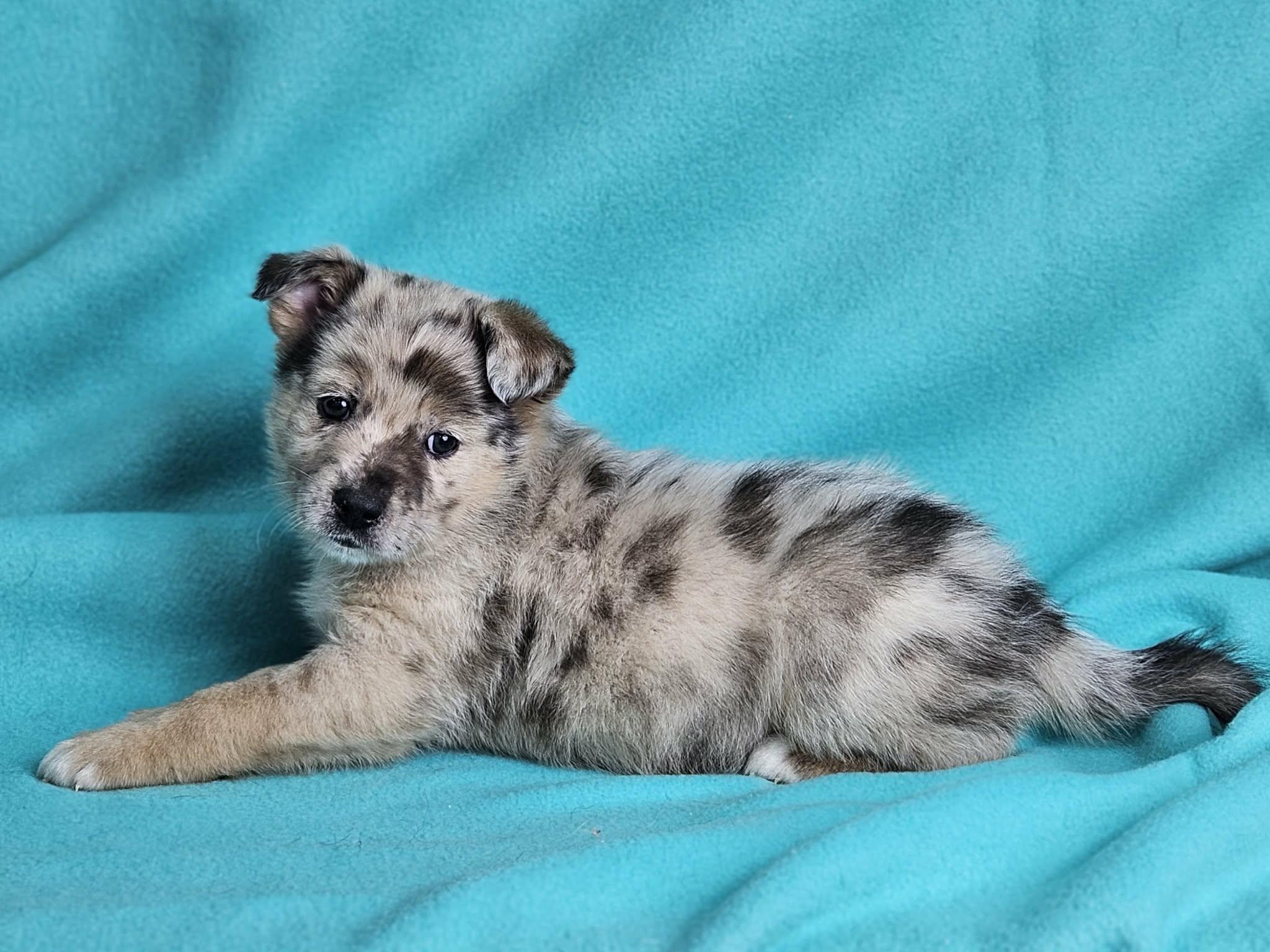 Cola, adopted, Puppy Male Anatolian Shepherd.