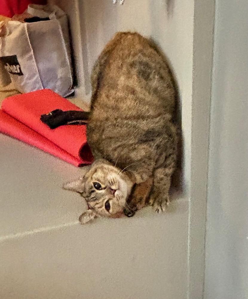 BREE, Adoptable, Adult Female Domestic Short Hair.