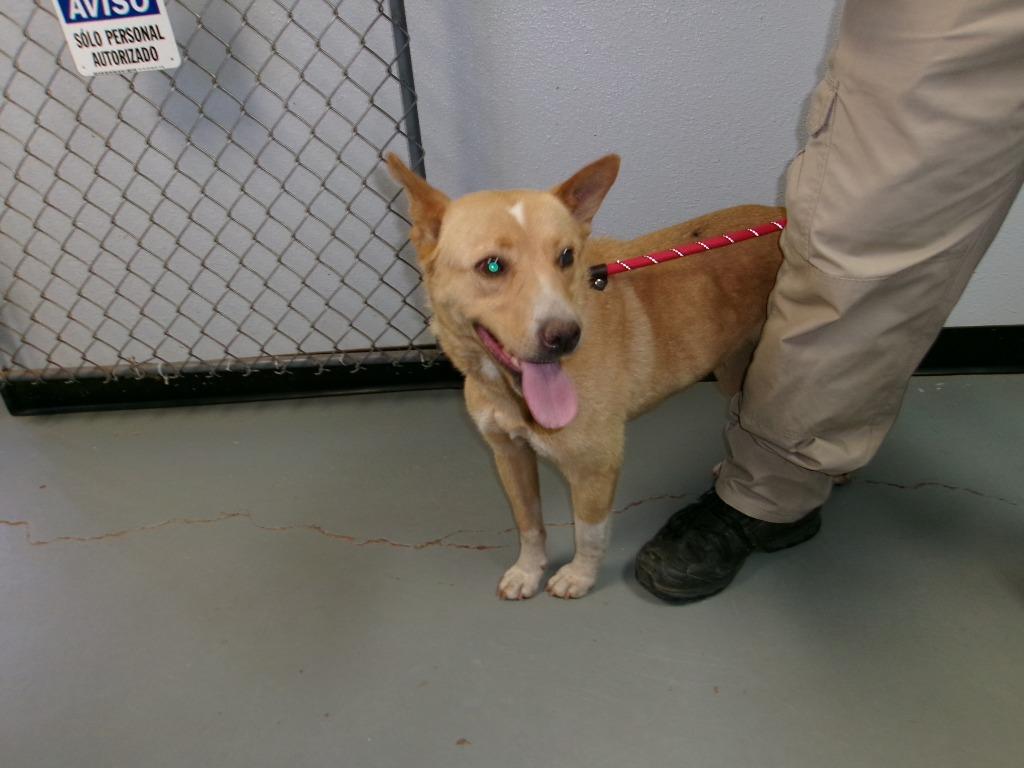 Maxie, Adoptable, Adult Female Cattle Dog.