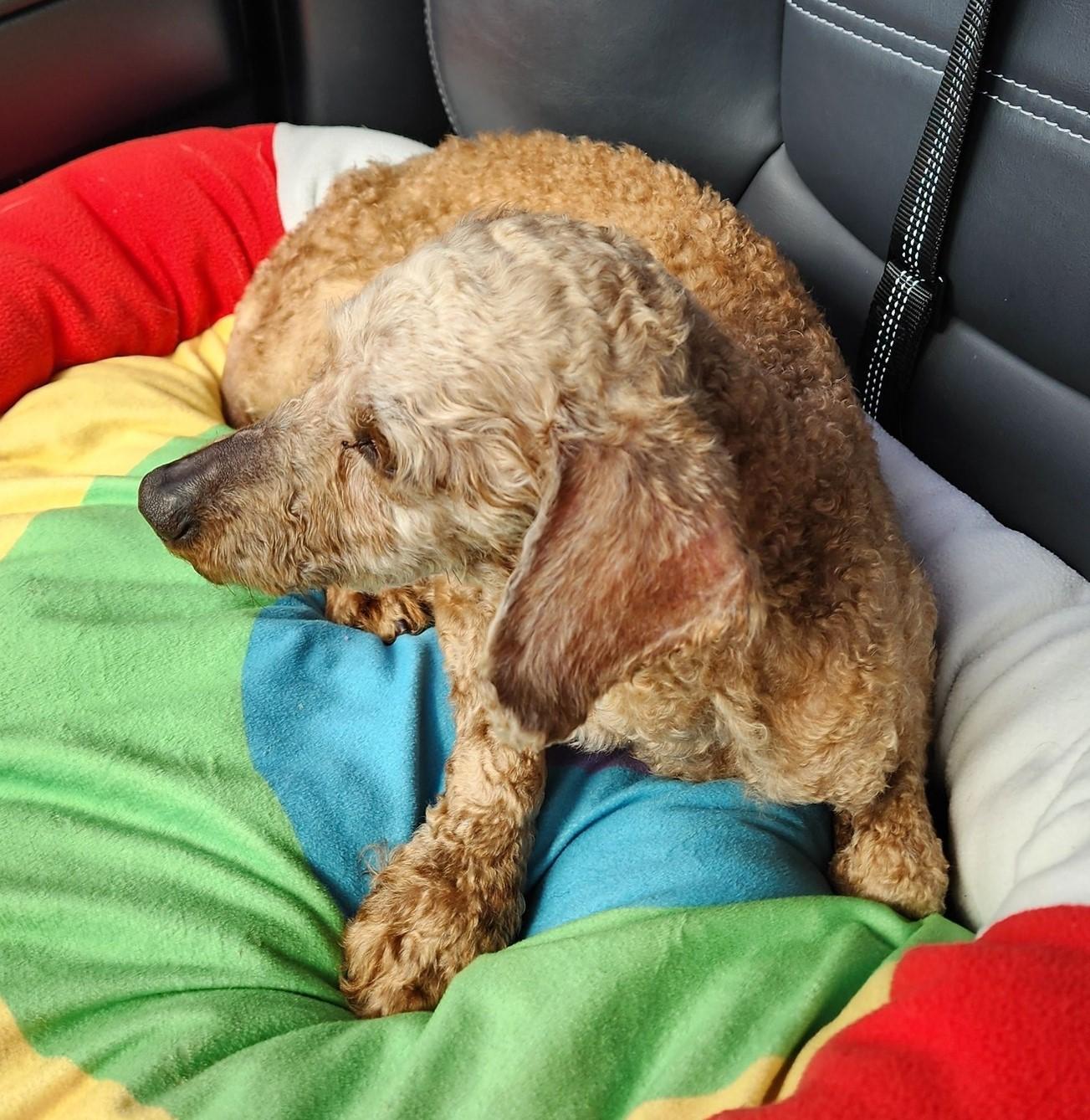 Enlarge Simon, a ADOPTABLE mixed breed in North Olmsted, OH image 2/2