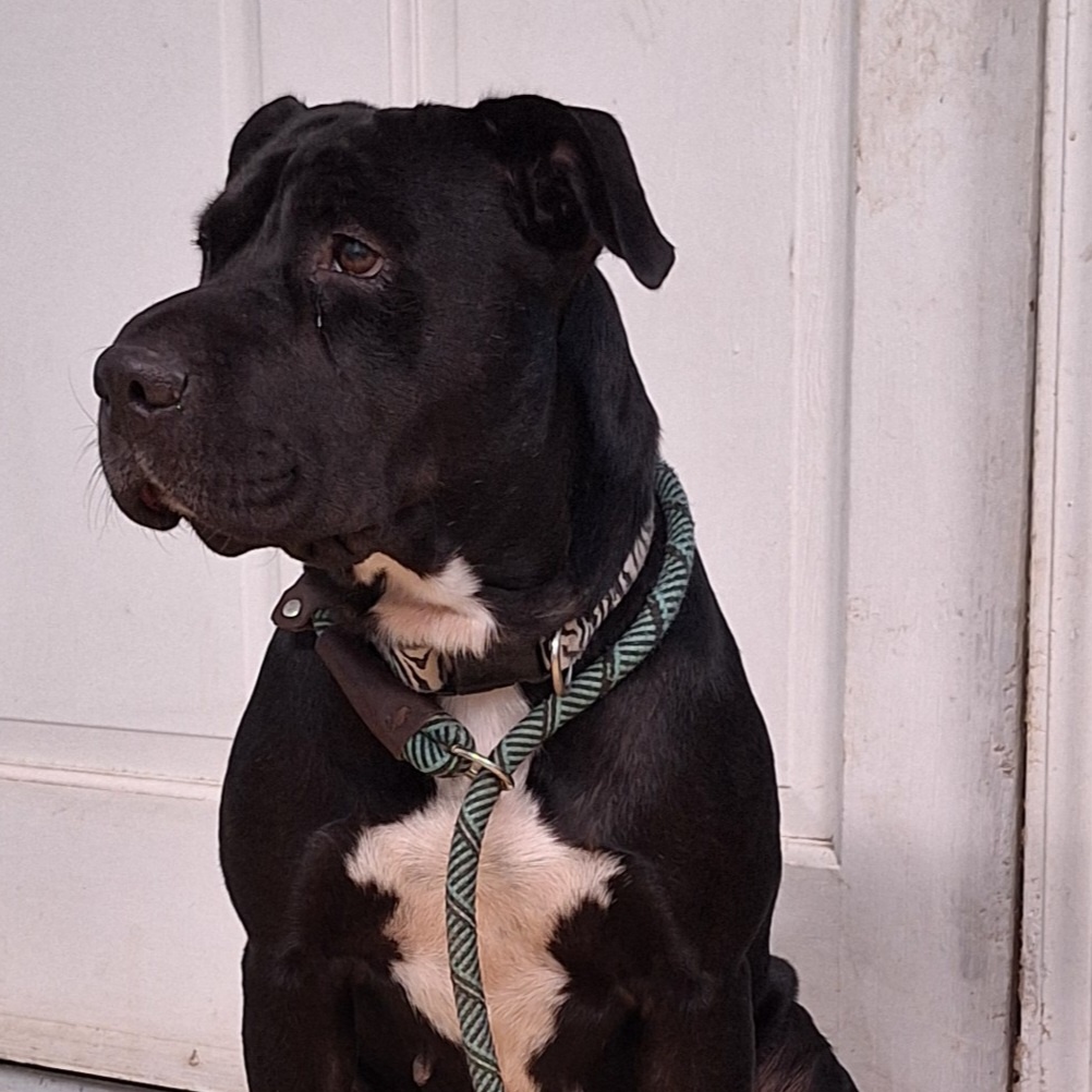 Karma, a Adoptable mixed breed in Milledgeville, GA image 6/6