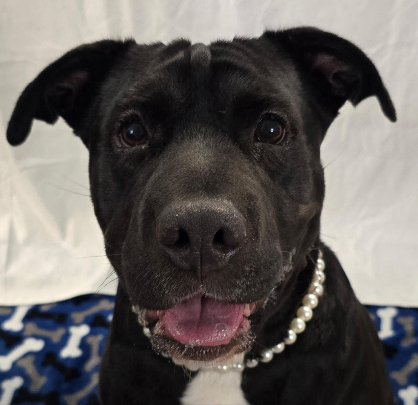 Karma, Adult Female Shar-Pei