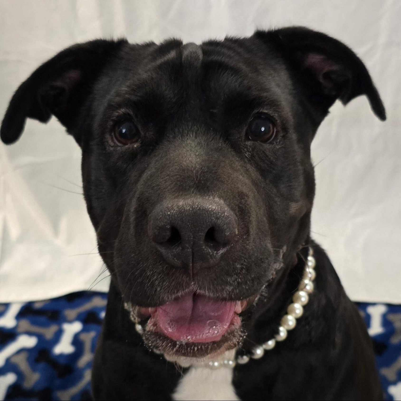 Karma, a Adoptable mixed breed in Milledgeville, GA image 1/6