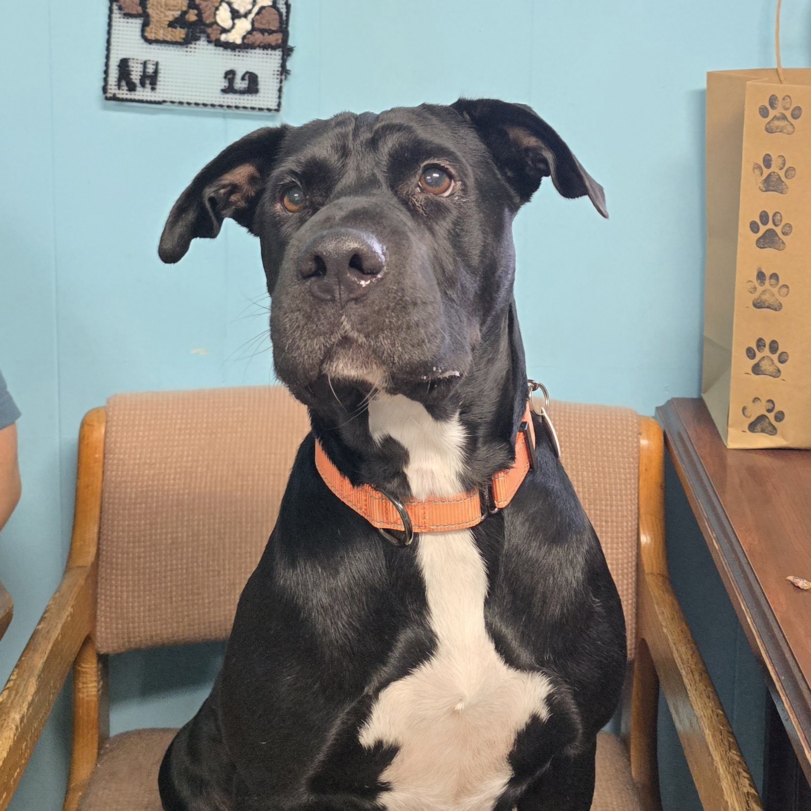 Karma, a Adoptable mixed breed in Milledgeville, GA image 4/6