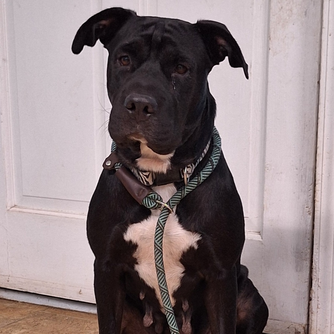 Karma, a Adoptable mixed breed in Milledgeville, GA image 5/6