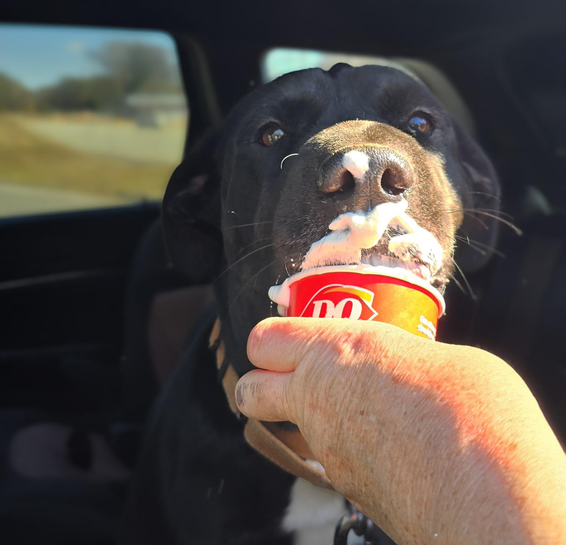 Karma, a Adoptable mixed breed in Milledgeville, GA image 2/6