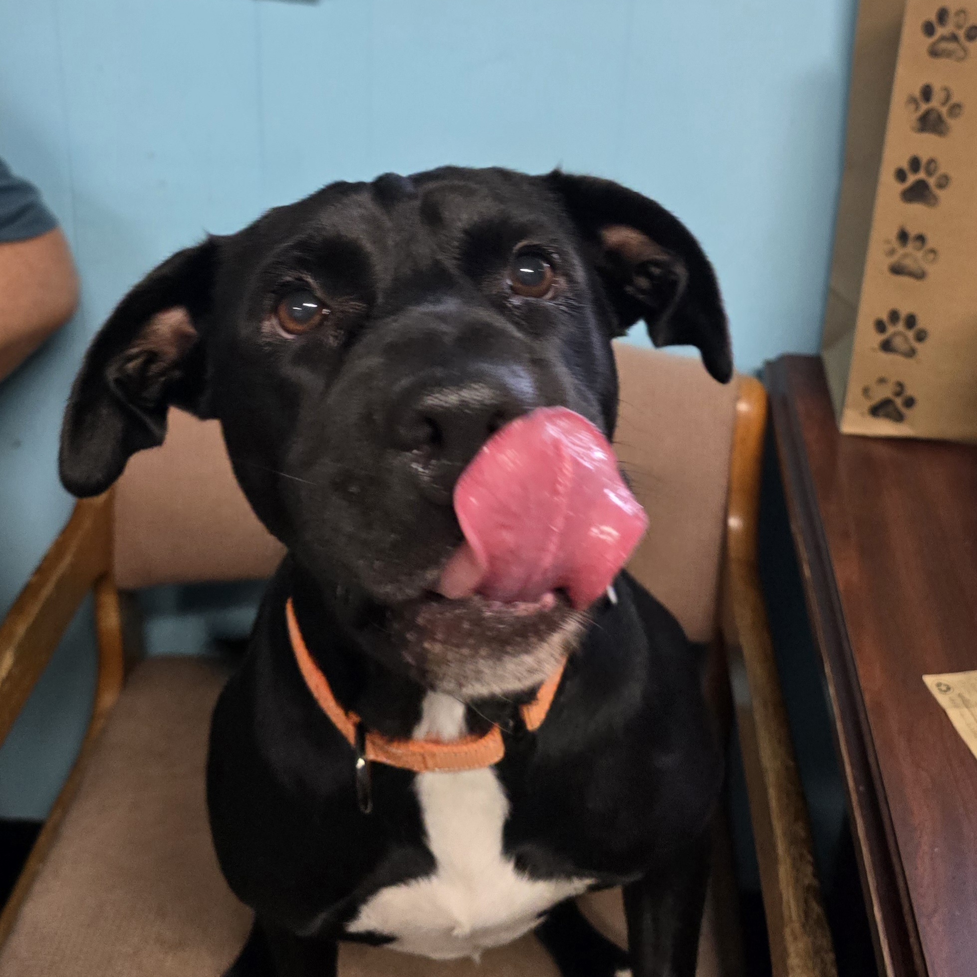 Karma, a Adoptable mixed breed in Milledgeville, GA image 3/6