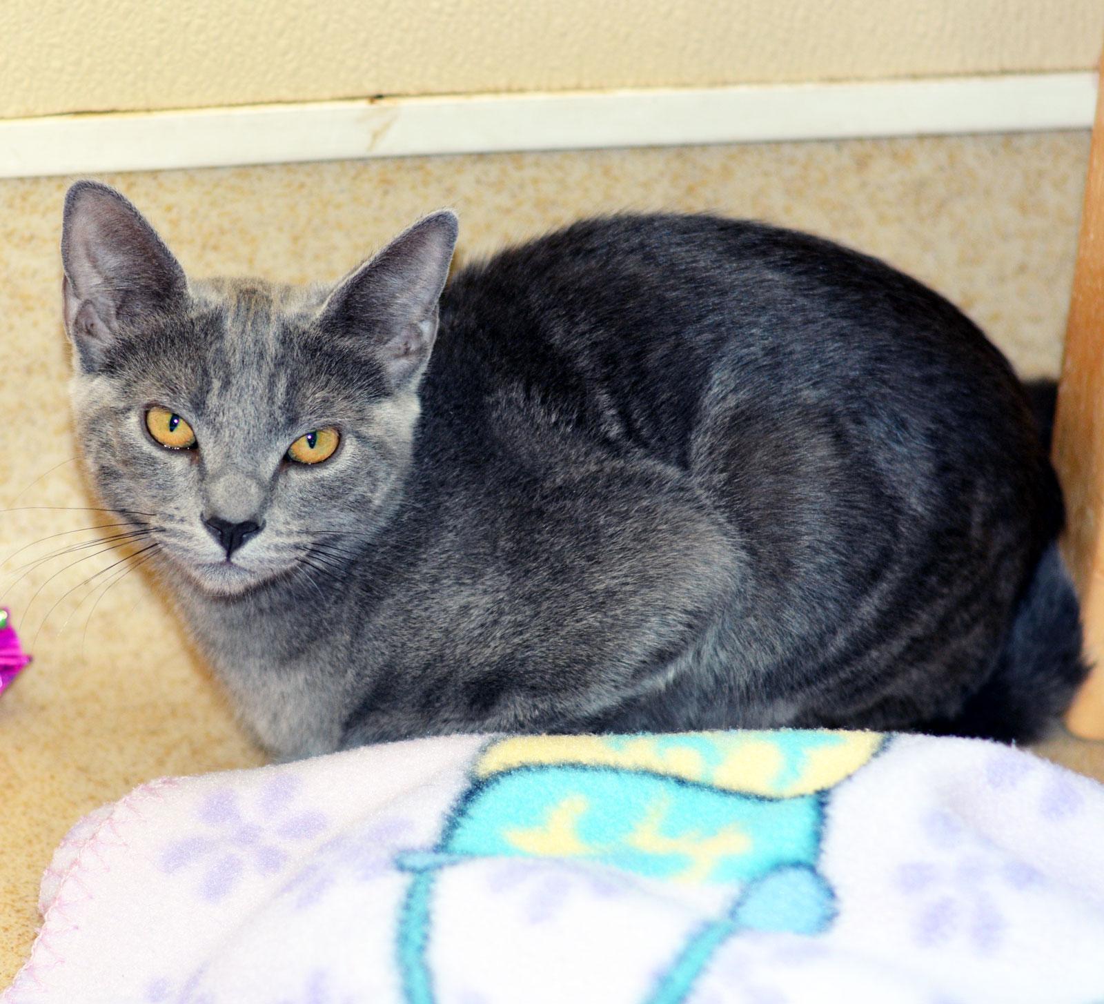 Enlarge ABBESS, a ADOPTABLE Domestic Short Hair in San Clemente, CA image 2/2