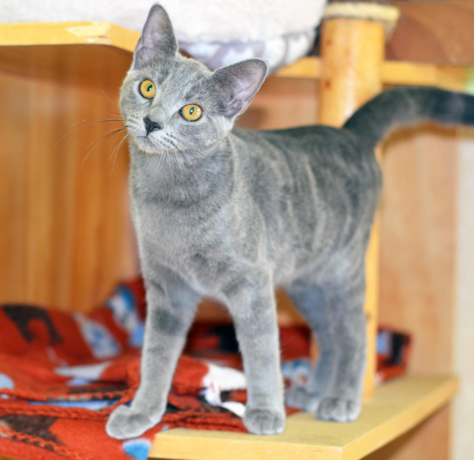 ABBESS, ADOPTABLE, Kitten Female Domestic Short Hair.