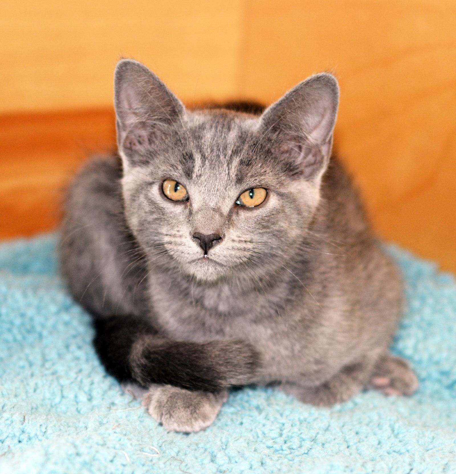 ABBESS, ADOPTABLE, Kitten Female Domestic Short Hair.