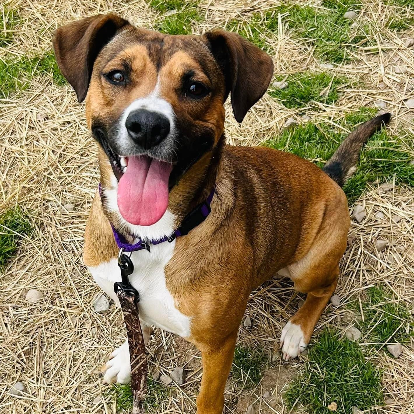 Freedom, Adoptable, Adult Female Australian Cattle Dog / Blue Heeler & Boxer.