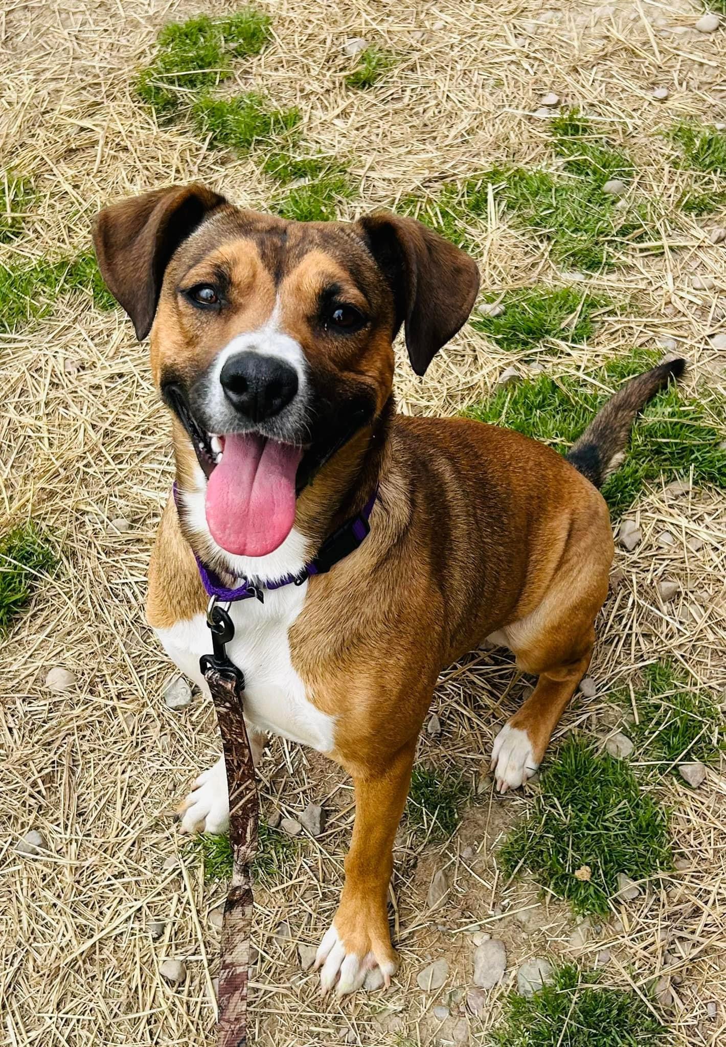 Freedom, a Adoptable mixed breed in Sidney, NY image 2/2