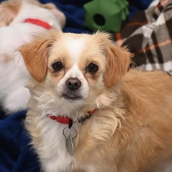 Evie 22784, Adoptable, Adult Female Chihuahua & Cocker Spaniel.
