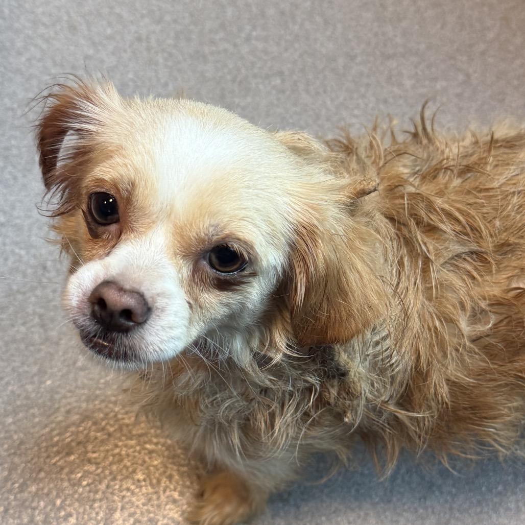 Enlarge Evie 22784, a Adoptable mixed breed in Cumming, GA image 2/5