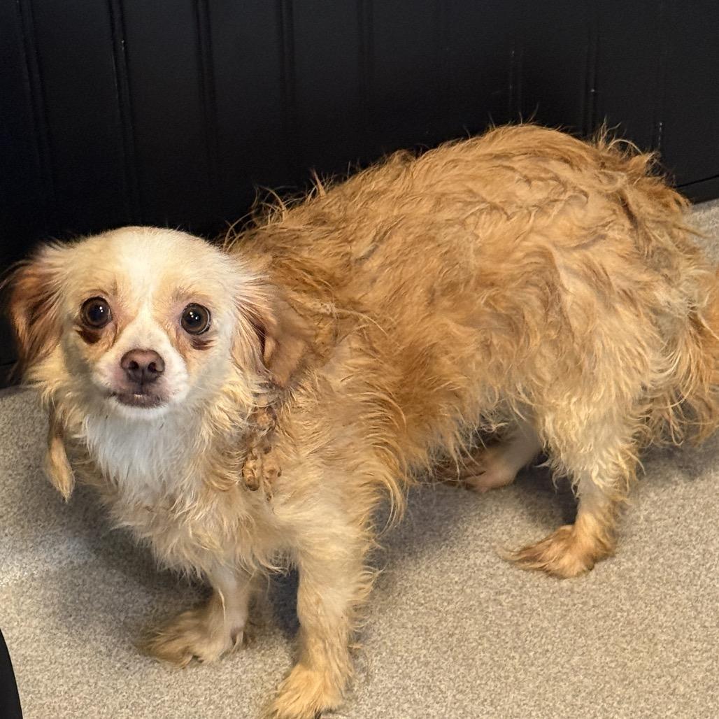 Enlarge Evie 22784, a Adoptable mixed breed in Cumming, GA image 3/5