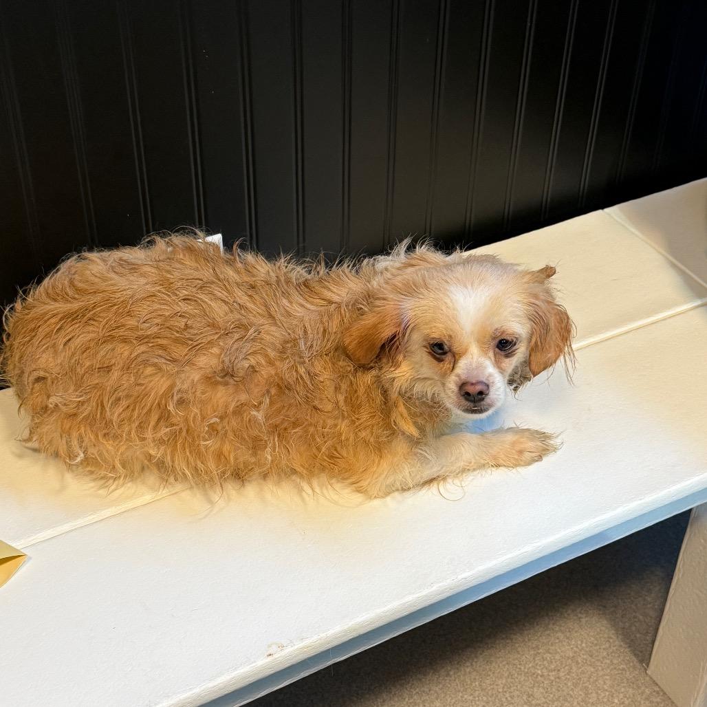 Enlarge Evie 22784, a Adoptable mixed breed in Cumming, GA image 4/5